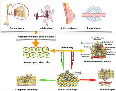 The Relationship Between Mesenchymal Stem Cells and Tumor Dormancy